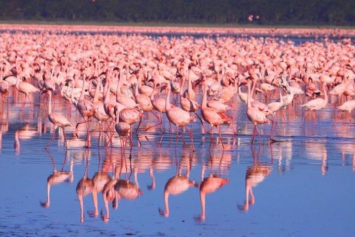 6-Day Masai Mara Interactive, Lake Nakuru & Amboseli Safari