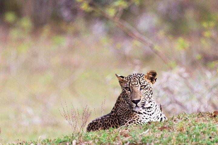 Eftermiddagsafari til Wilpattu National Park