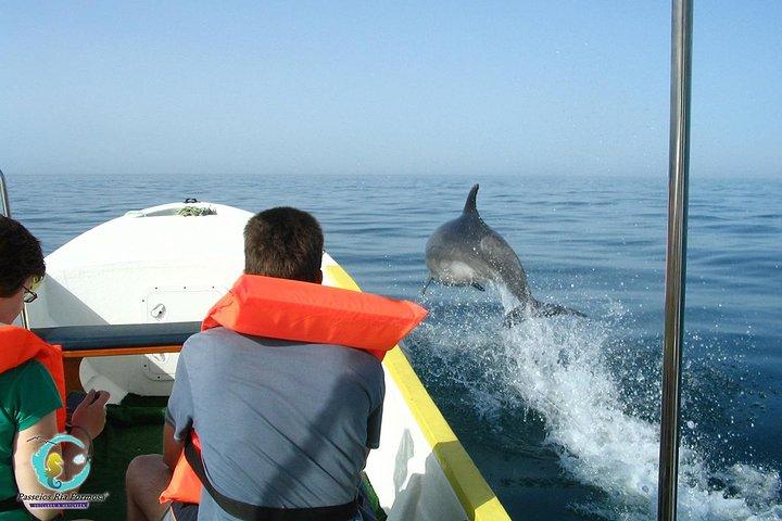 Dolphin Watching från Olhão