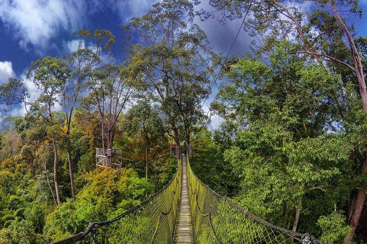 Tour a la selva tropical de Borneo
