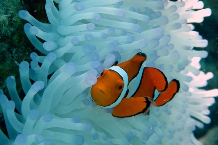 Seastar Luxury Outer Great Barrier Reef Island and Reef Tour