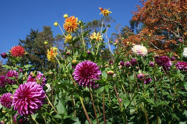 Private Butchart Gardens + Gardens at HCP Tour