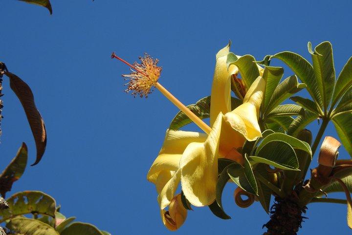 Spazieren Sie durch die Darwin Botanic Gardens