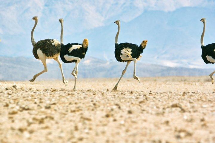 Tour naturalistico e paesaggistico - intera giornata (7 ore) da Walvis Bay