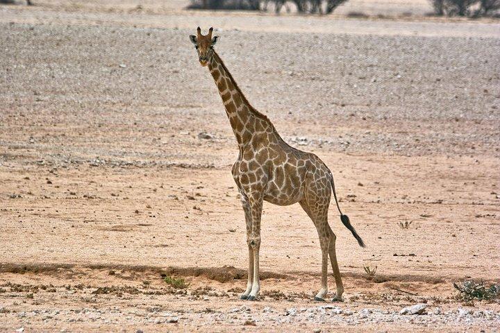 Tour naturalistico e paesaggistico - intera giornata (7 ore) da Walvis Bay