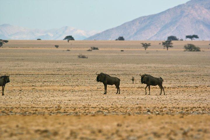 Tour naturalistico e paesaggistico - intera giornata (7 ore) da Walvis Bay