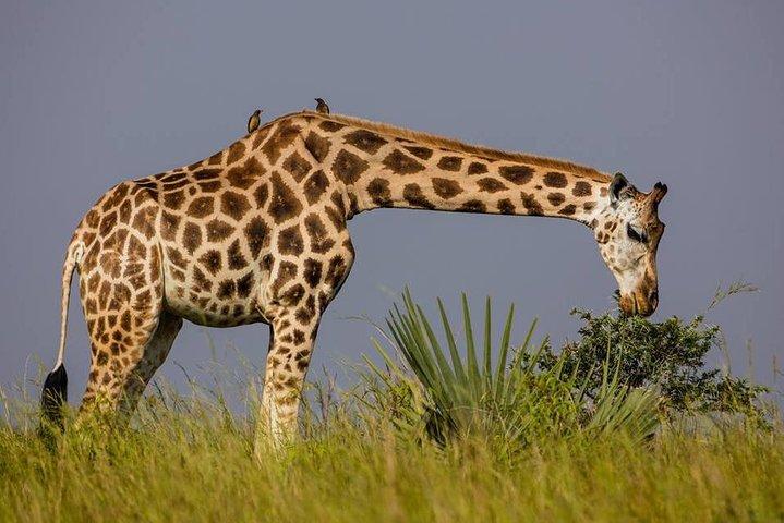 Safari de 3 dias para o Parque Nacional Murchison Falls com caminhada no Santuário de Rinocerontes