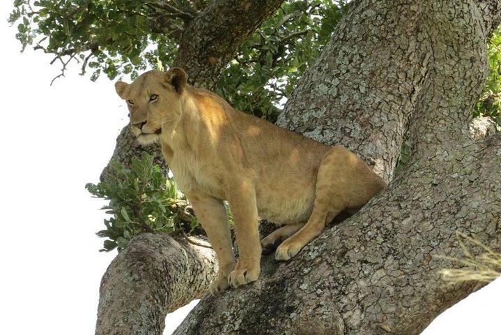 Safari de 3 dias para o Parque Nacional Murchison Falls com caminhada no Santuário de Rinocerontes