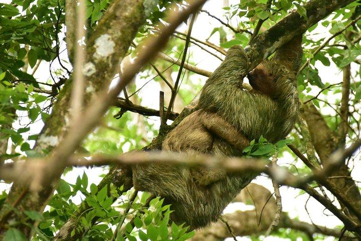 Mistico Park Hängande Broar Guidad tur i La Fortuna