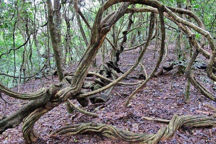 Natuurtour naar Udawatte Kele Sanctuary, Kandy vanuit Bentota