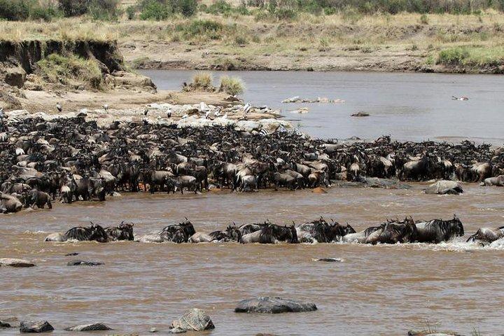 12 Dage Amazing Tanzania Wildlife and Cultural Experience