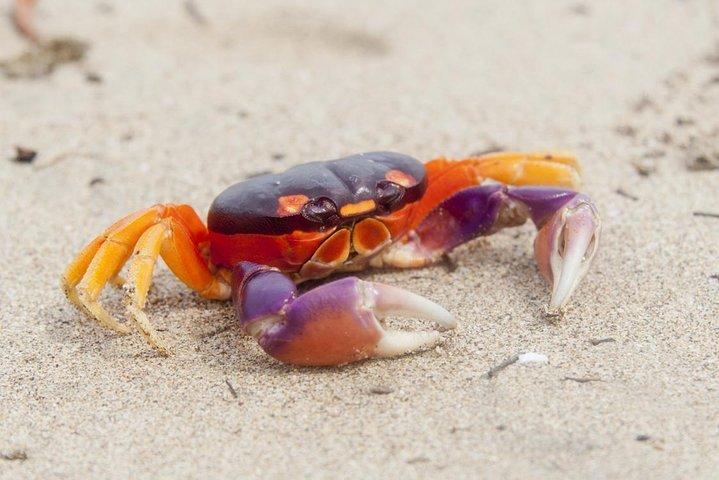 リベリアからのセルフドライブ、タンボールのある15日間のビーチと自然