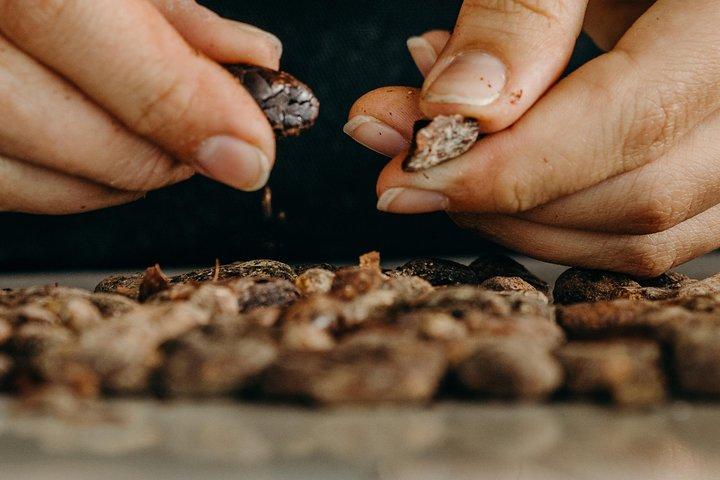 Cioccolato Master Class & Taino Concept Store