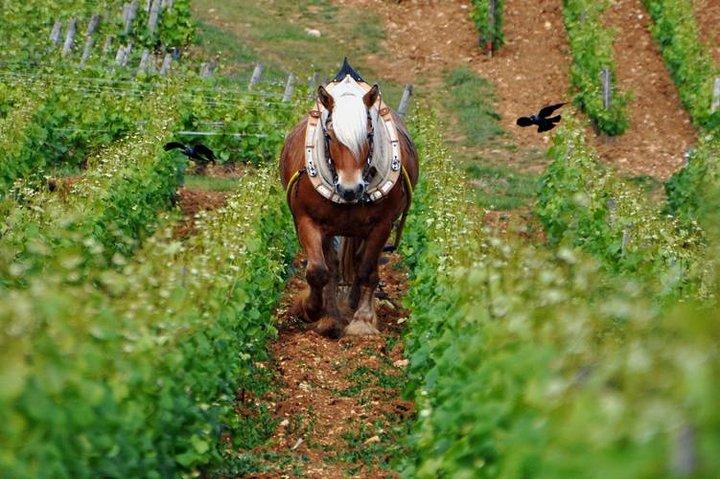 Privétour van een hele dag, 6 Premiers & Grands Crus, Het beste van Bourgondië