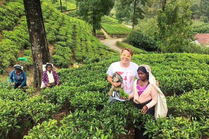 Avgångsöverföring: Nuwara Eliya till flygplatsen