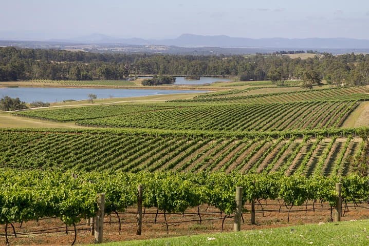 Hunter Valley Wine Tour from Sydney with Lunch and 3 Cellar Door Tastings