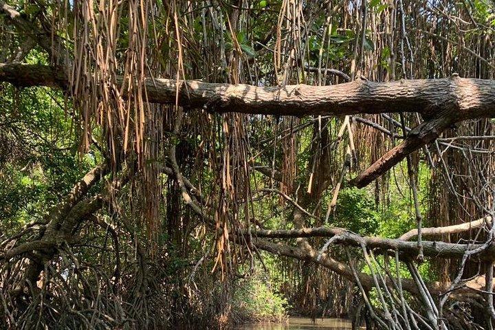 Aventura de mangue