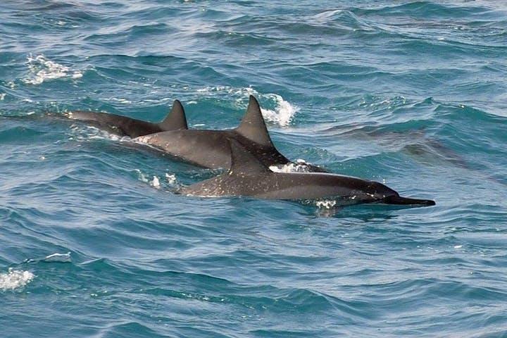 カイルア・コナから豪華カタマランに乗船するデラックスシュノーケル&イルカウォッチ