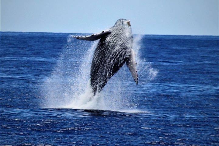 Whale Watch Escursione dalla Big Island