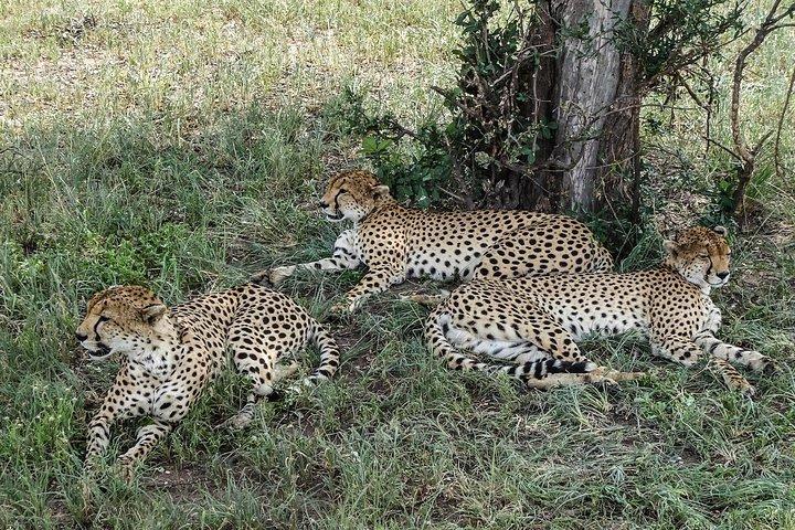 Tarangire Park Day Excursion