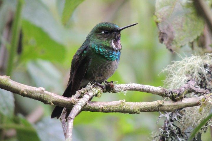 Papallacta-Tagestour mit heißen Quellen und Kolibris