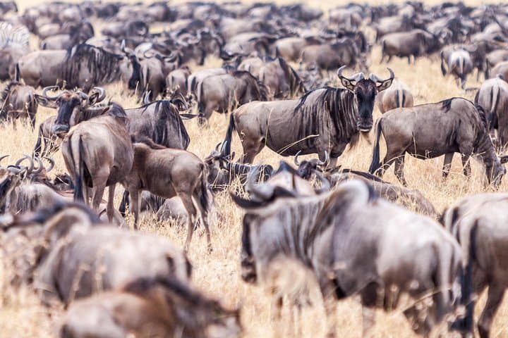 4-Day Masai Mara - Luxury Private safari (JEEP)