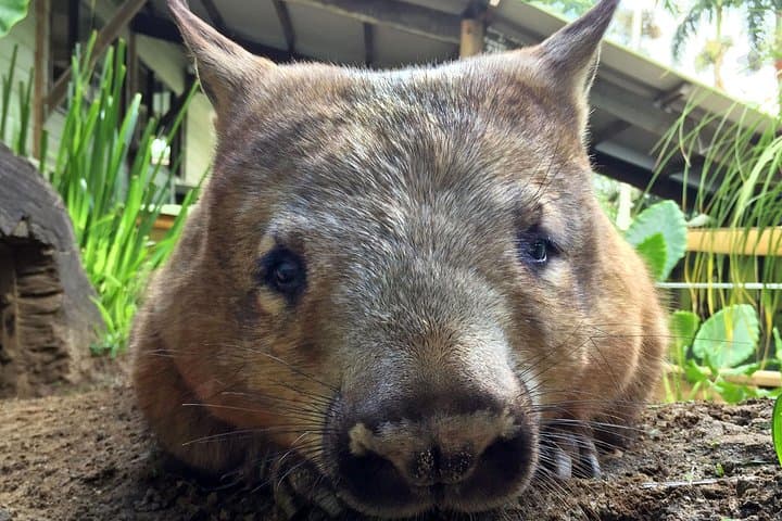 Kuranda Rainforestation Nature Park Ticket (BNP)