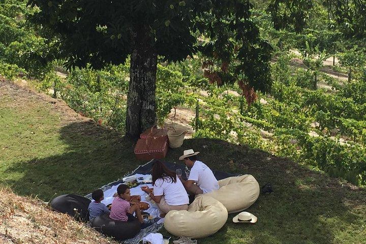 Vinprovning & lunch | Quinta de Santa Cristina Vinho Verde