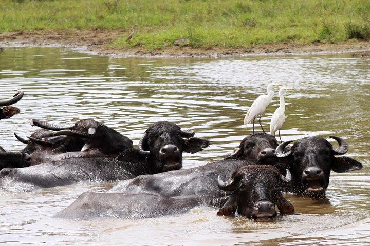 One Day Safari Tour til både Yala og Bundala National Parks
