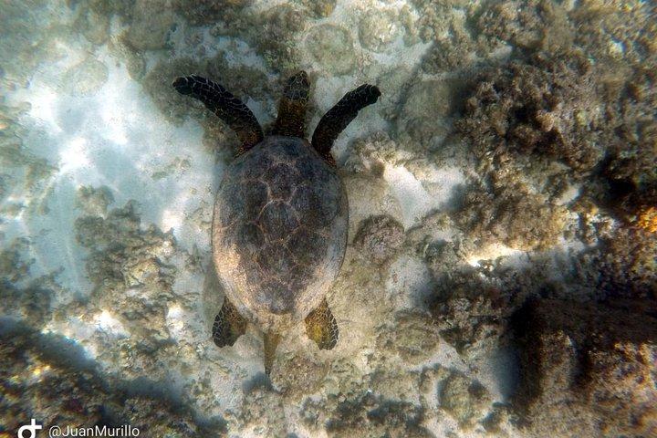 Snorkeläventyr Cabo Pulmo