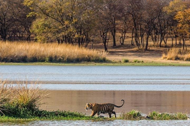 Private 5-Day Ranthambhore Tiger Tour from Delhi including the Taj Mahal, Agra and Jaipur