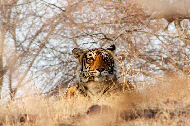 Ranthambore Wildlife Safari Tour von Jaipur inklusive Transfers