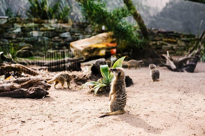 Sydney Taronga Zoo Wild Australia Experience