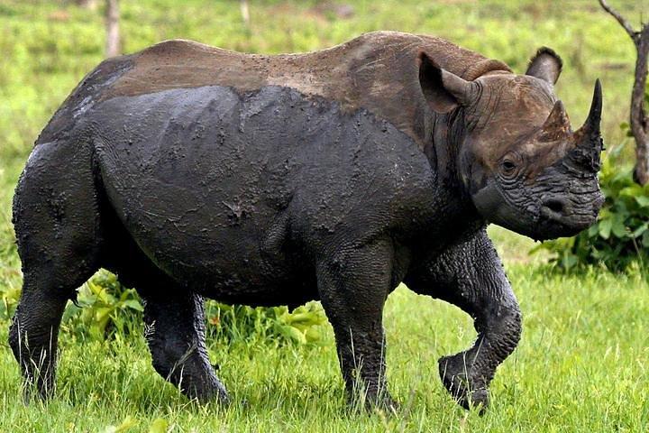 Full Day Kruger Park Safari Da Hazyview