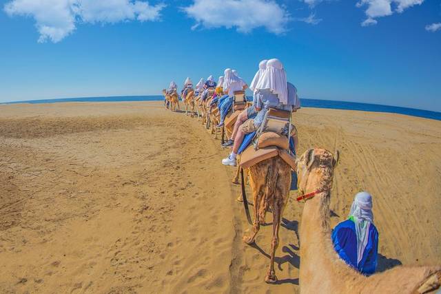 Camel Safari