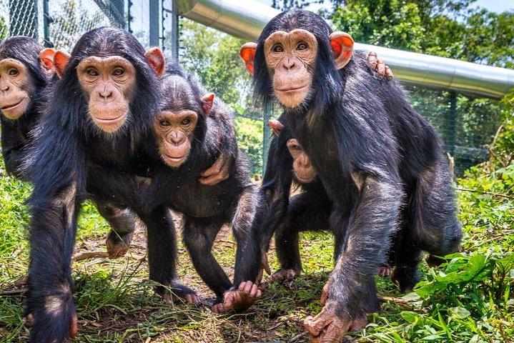 4 dagar Kongo Eastern Lowland Gorilla Trekking och Tshibati vattenfall utforskning