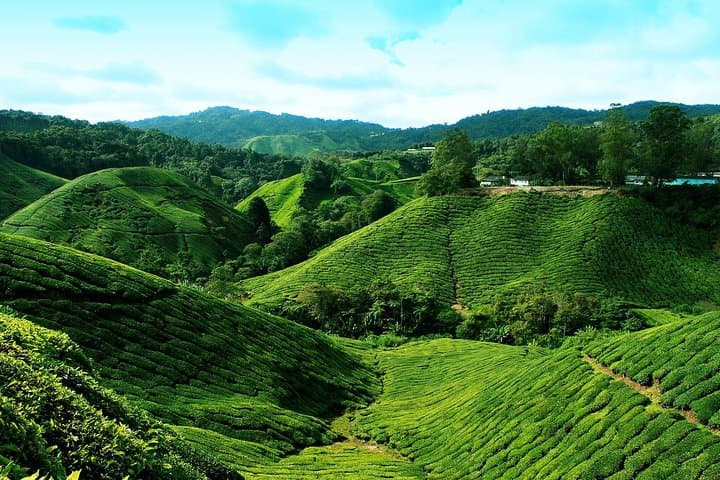 Full Day Cameron Highlands Nature Tour