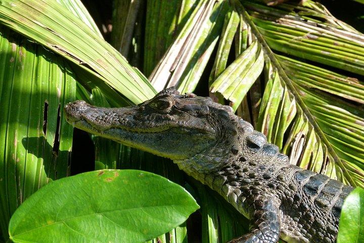 Kanutour im Tortuguero National Park