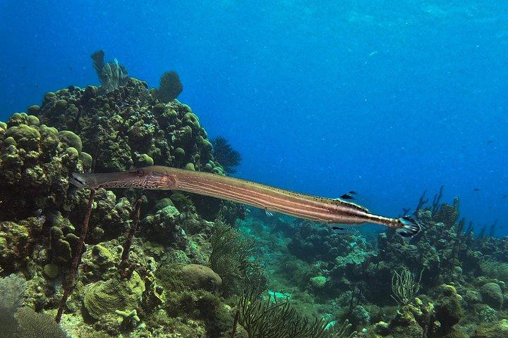 Full-Day Catalina Island Snorkeling Tour from La Romana