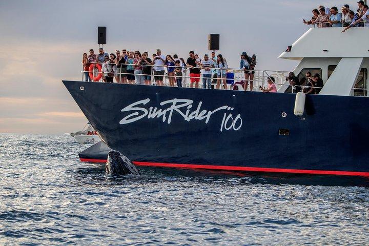 Whale Watching Dinner Cruise i Cabo San Lucas