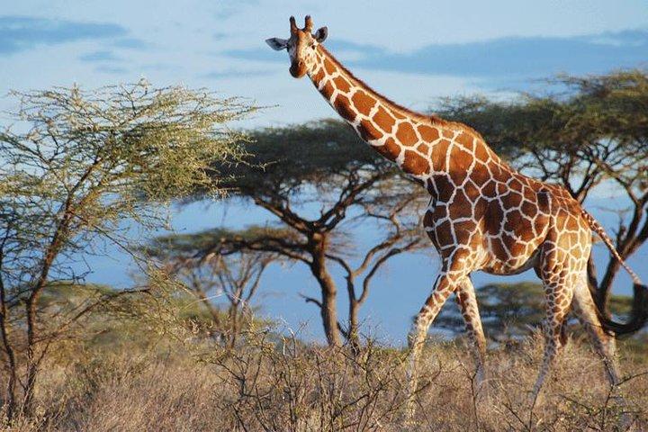 6 Days Kenya: Amboseli, Aberdares og Samburu