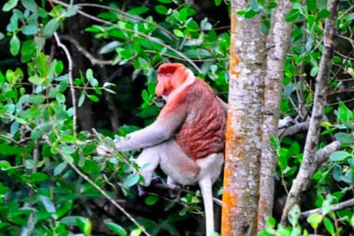Experiencia completa en Brunei - City Excursion - Water Village y Mangrove Safari