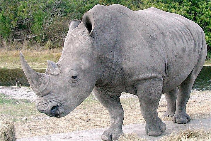 Gewöhnliches Safari-Rabattpaket