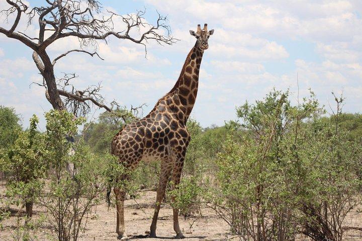 ミーアキャット 4 泊 5 日 マカディカディ パンズ国立で星空観察