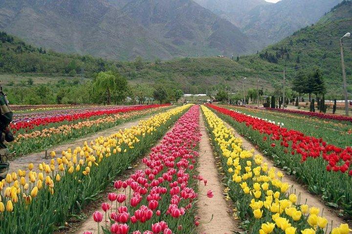 Private 6 Days Splendid Kashmir Tour