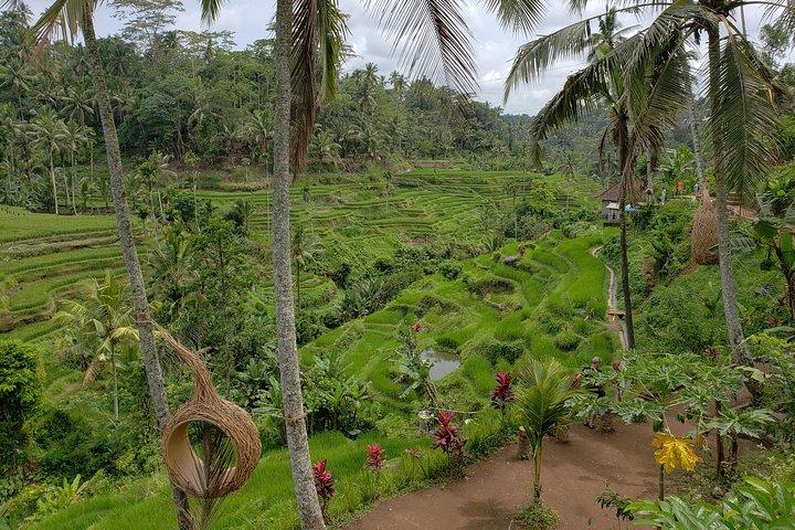 Bali Full Day Holy Water Tour