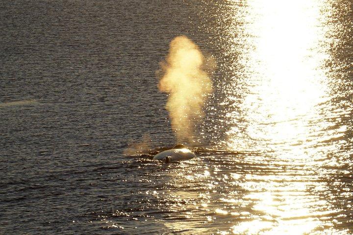 Midnight Sun Whale & Puffin observando de Reykjavik