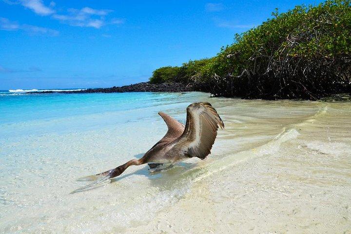 15 - Day Ecuador Complete Adventure : Anderna, Amazonas och Galapagos