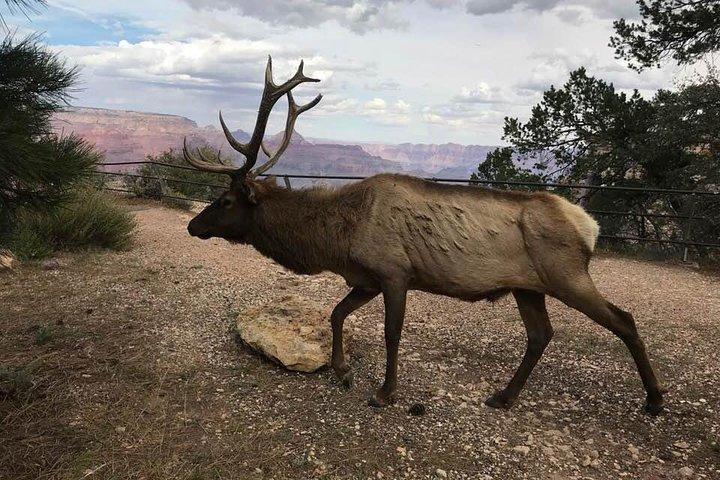 Grand Canyon Signatur Hummer Tour med valgfri Sunset Views