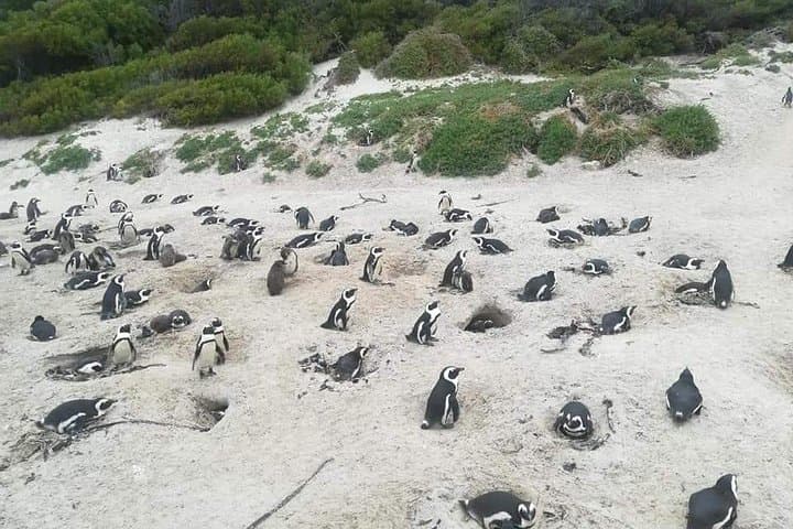 Penguins, Cape of Goodhope Chapmans Peak Drive Tour
